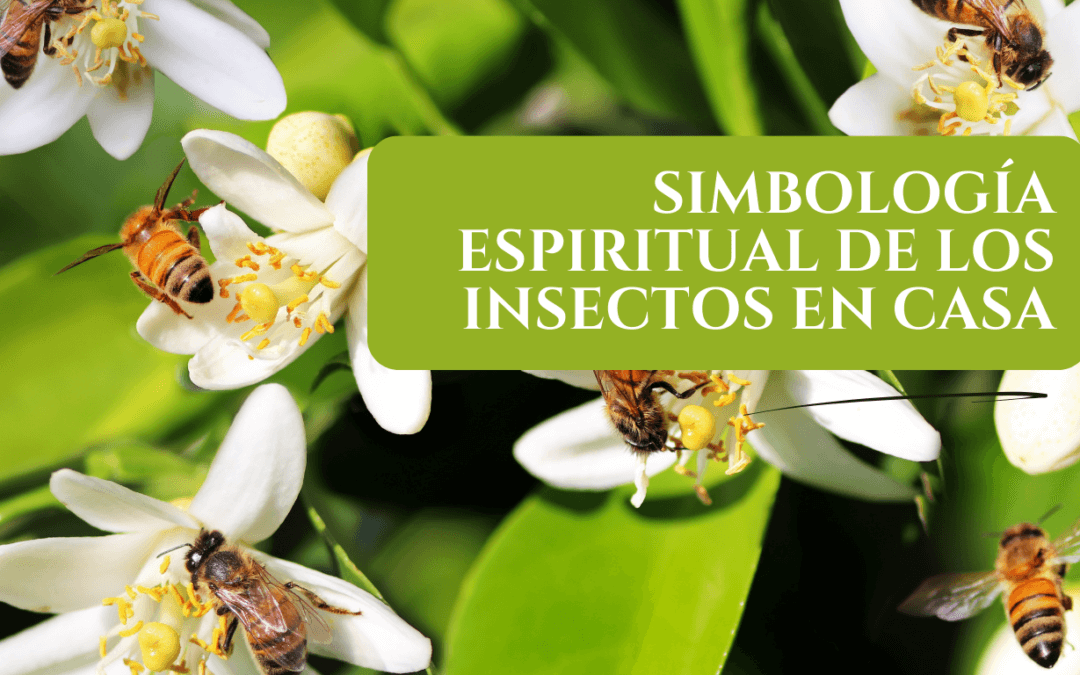 Simbología espiritual de los insectos en casa
